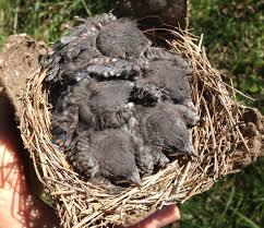 Larry broadbent of mo reported that he only gets a one or two cowbird eggs each year in about 150. Eastern Bluebird Roads End Naturalist