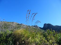 Image result for Tetraria