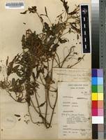 Image result for Indigofera rhytidocarpa