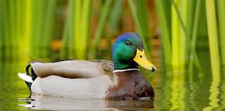 Разорившийся маклер duck duck амер. 10 Interesting Facts About Ducks The Fact Site
