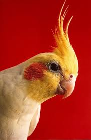 Cockatiel Yellow Bird With Red Cheeks Yellow Cockatiel Cockatiel Pet Birds Australian Native Animals
