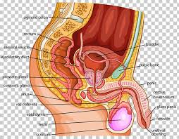 Mik a különböző szervekben tartalmazott az emberi test? Organ Human Body Female Reproductive System Anatomy Png Clipart Abdomen Anatomy Blood Vessel Ear Female Free