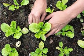 Horticultural Therapy To The Rescue Starting A Vegetable Garden When To Plant Vegetables Planting Vegetables