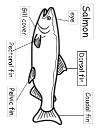 Labeling The Parts Of A Salmon Fish This Sheet Shows The Parts Of The Salmon Salmon Fish Life Cycles Cycle For Kids