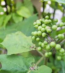 Image result for Solanum torvum