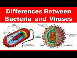 Viruses Vs Bacteria What S The Difference Youtube Biology Lessons Bacteria Activities Microbiology