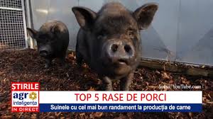 Am purcei de doua luni pentru a veni si mai mult in ajutorul dumneavoastra, va putem oferi spre vanzare, purcei cu o. Top 5 Rase De Porci Pentru ProducÈia De Carne Youtube