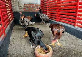 Hari ini mau dapat ayam bangkok yang bagus untuk tarung yang bisa memenuhi hasrat temen2? Ayam Khoytrad Asal Usul Kelebihan Jenis Harga