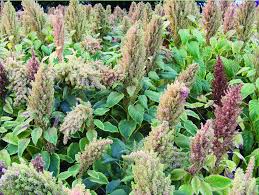 Image result for Amaranthus cruentus