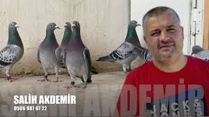 Posta Guvercinleri Salih Akdemir 2020