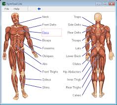 helping you figure out what parts of your body youd like to