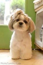 Resultado De Imagen Para How To Groom A Female Shih Tzu Shih Tzu Puppy Shih Tzu Dogs