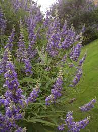 Fill your garden with purple flowering shrubs easily by choosing your favorite items from this list. Large Shrub With Upward Spikes Of Purple Flowers