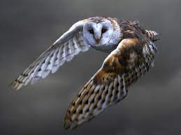Gambar burung hantu full hd. Owl In Fight Hd Desktop Wallpaper Widescreen High Definition Fullscreen