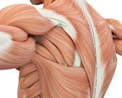 16 Muscle Diseases And Disorders You Need To Know Muscle Diseases Muscular System Human Anatomy