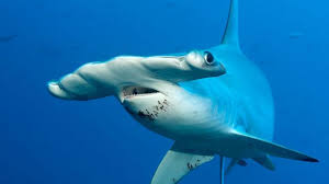Why do hammerhead sharks have that odd head? Bbc Earth Why Do Hammerhead Sharks Look Like That