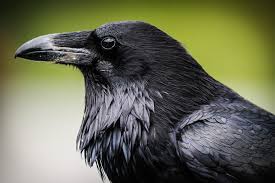 Buy 'the raven and the cat' by morjer as a poster. Crow Or Raven What S The Difference