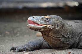 We did not find results for: Film Ata Modo Elegi Tentang Orang Komodo Mongabay Co Id Mongabay Co Id