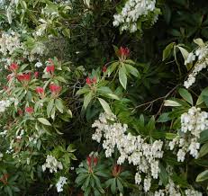 Image result for Pieris formosa