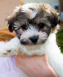 Adorable Havanese puppy