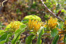 Image result for Agelanthus