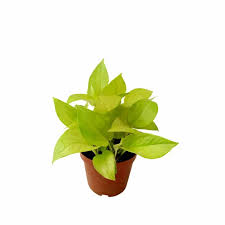 Did you know about the money plant and that it brings wealth and prosperity into your life? Neon Velvet Money Plant Nestreeo Com