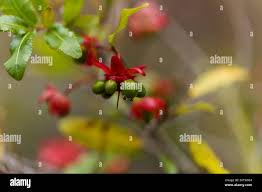 Image result for Campylospermum vogelii