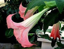Pin On Flora