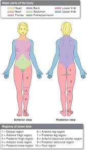 Which may radiate out to other parts of the body. Anatomy Lower Body Parts Hip Thigh Atlas Of Anatomy This Post Is Part Of A Series Called Human Anatomy Fundamentals