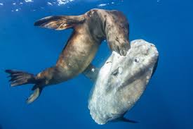 Sunfish рухається на межі андерграунду та масової культури. Holey Mola Biographic