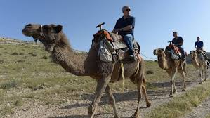 Camel rides are commonly on offer at the various fetes and agricultural shows that occur in western australia. Pm Rides Camels Kahlon Swims With Sharks The Times Of Israel