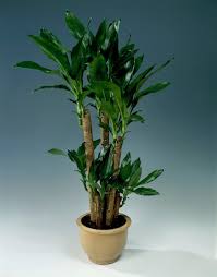 Image result for Dracaena fragrans