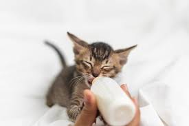 If you do want to add dry food to your kitten's diet, adding warm water can help make it easier for your kitten to chew. What To Feed A 1 Month Old Kitten Bottle Feeding And Amount