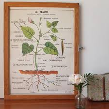 La Plante La Germination Affiche Scolaire 1967 Mdi Affiches Scolaires La Germination Plante