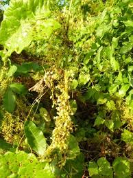 Image result for Cuscuta kilimanjari