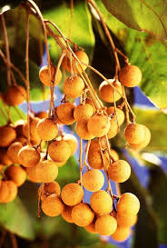 Pin On Fruits