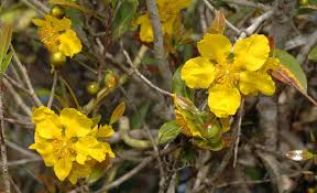 Image result for Ochna barbosae