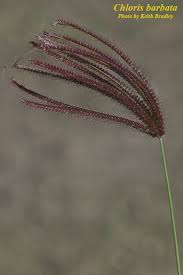 Image result for Chloris