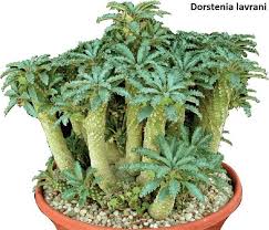Image result for Dorstenia