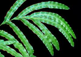 Image result for Pteris