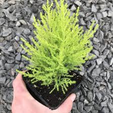 Image result for Cupressus macrocarpa