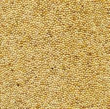 Image result for Panicum miliaceum