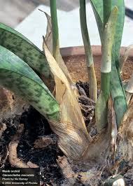 Image result for Oeceoclades