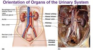 The Urinary System Kidneys Human Anatomy And Physiology Anatomy And Physiology Human Body Science