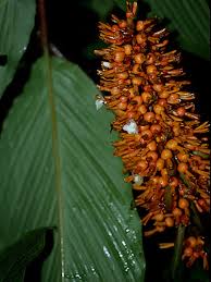 Image result for Renealmia