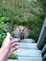 Little Fox With Black Socks Cute Little Animals Animals Funny Animal Videos