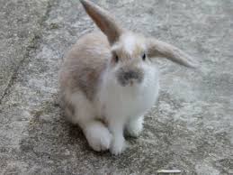 Rabbit pellets should rise to only $5. Rabbit Spay And Neuter Paws And Learn