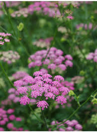 Image result for Pimpinella buchananii