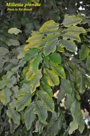 Image result for Millettia pinnata