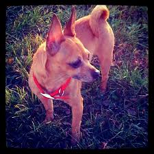Rocki Foxy Chihuahua Toy Fox Terrier Chihuahua Mix Toy Fox Terriers Fox Terrier Baby Dogs